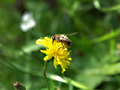 Пчелы, осы