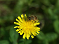 Пчелы, осы