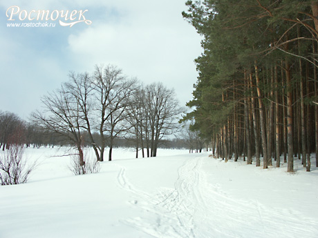 Зимняя картина леса