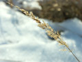 Сухоцвет на фоне снега