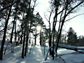 Зимний лес, солнце