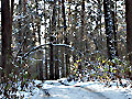 Зимний свет в лесу